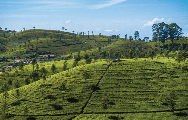 tea factory tour uk